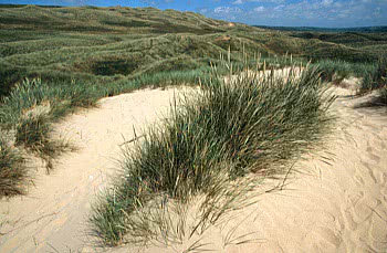 Mobile, yellow or fore dune
